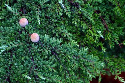 Close-up of christmas tree