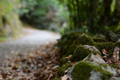 Close-up of moss growing on rock in forest