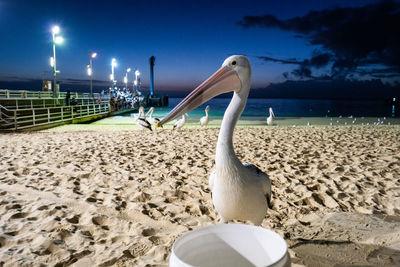 View of swan on beach