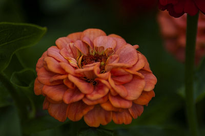 Close-up of red rose flower