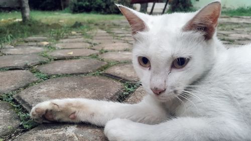 Close-up portrait of a cat