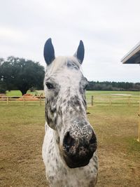 Horse on field against sky