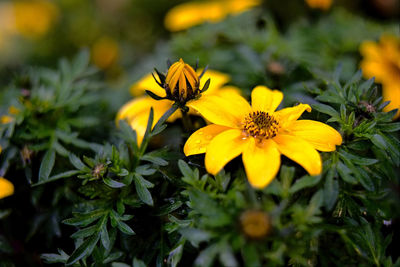 Close-up of yellow flowering plant