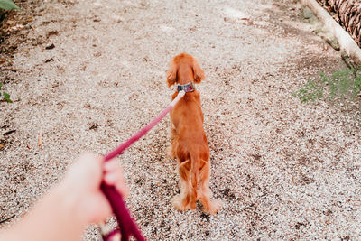 Man holding dog