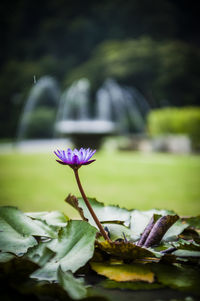 Close-up of purple flowers