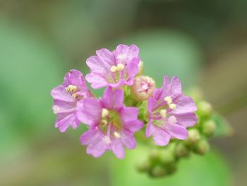 Close-up of pink flowers blooming outdoors