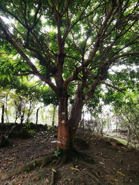 Trees in forest