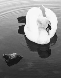 High angle view of swan in lake