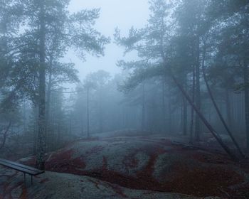 Trees in forest during foggy weather