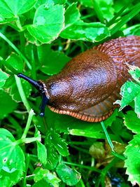 High angle view of insect on leaf