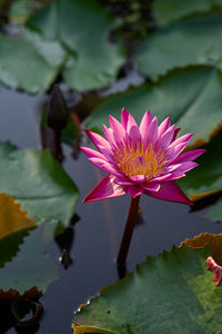 Close-up of red flower