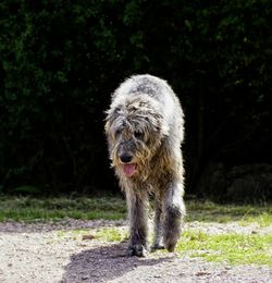 Close-up of dog