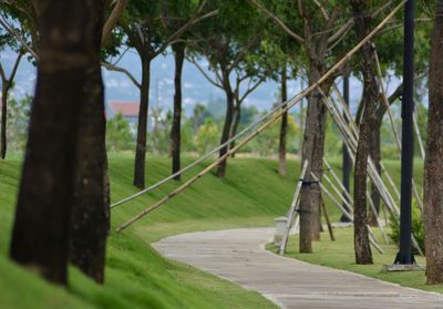 Windy sidewalk with trees supported with bamboos. 