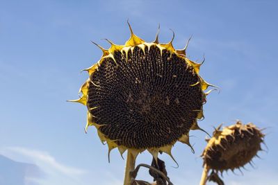 Close-up of wilted sunflower against sky