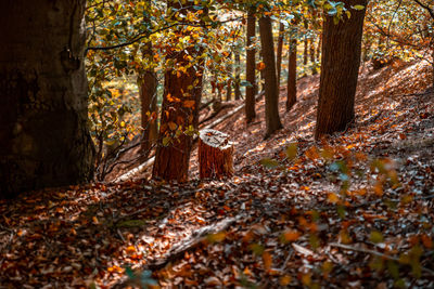 Trees growing in forest during autumn