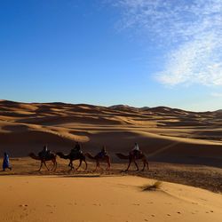 Scenic view of people riding in desert against clear blue sky