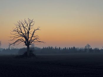 Bare tree on field against sky during sunset