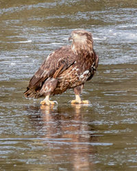 View of a swimming in water