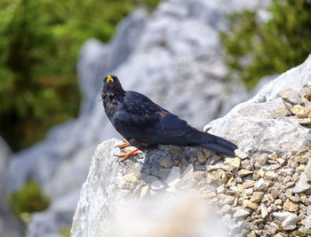 Alpine chough, or yellow-billed chough, pyrrhocorax graculus