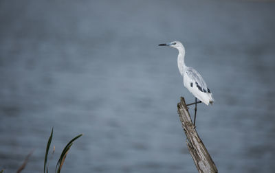 Seagull perching on wooden post