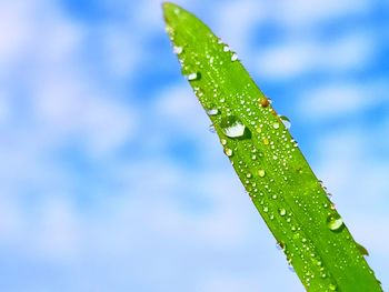 Close-up of water drops on leaf