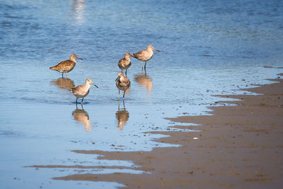 View of birds on beach