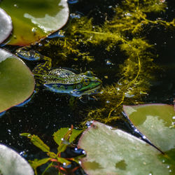 Frog swimming in lake