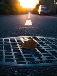 Close-up of leaves on road against sky during sunset