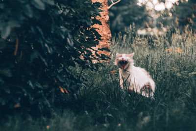 Dog in a field