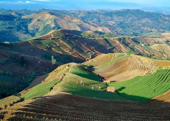 High angle view of agricultural field