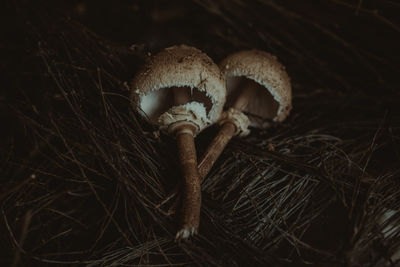 Close-up of mushroom growing on field