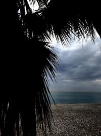 Palm trees on beach against sky