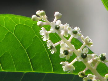 Close-up of white flowering plant