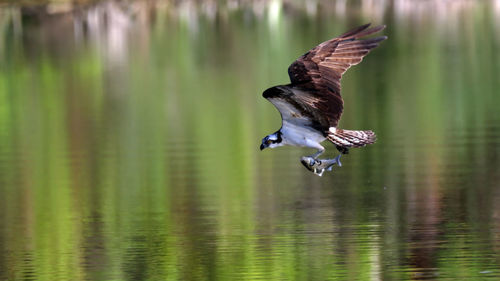 Bird flying over lake