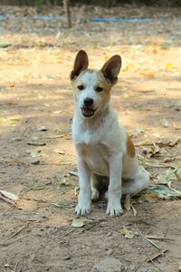 Portrait of dog sitting on field