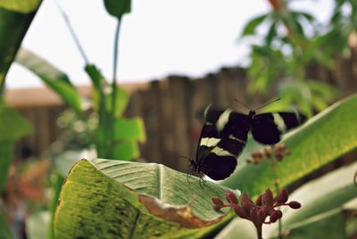 Close-up of butterfly on plant