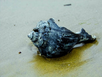 High angle view of tortoise on beach