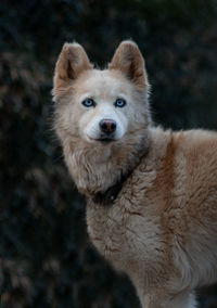Close-up portrait of a dog