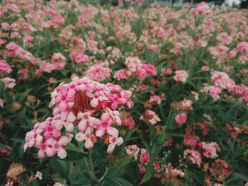 Close-up of pink flowering plants in park