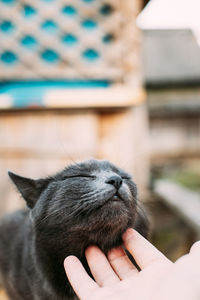 Close-up of hand holding cat