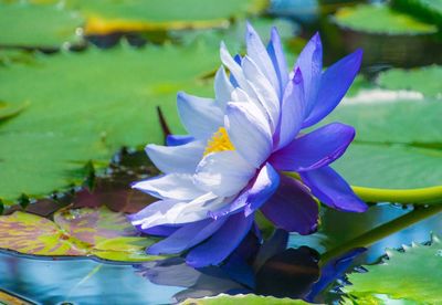 Close-up of lotus water lily in pond