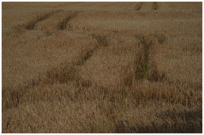 Wheat field