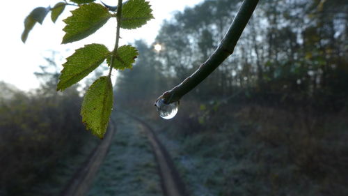 Close-up of leaves on twig