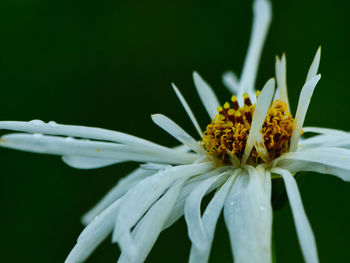 Close-up of white flower