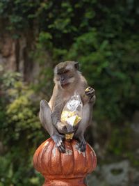 Monkey eating food on a tree