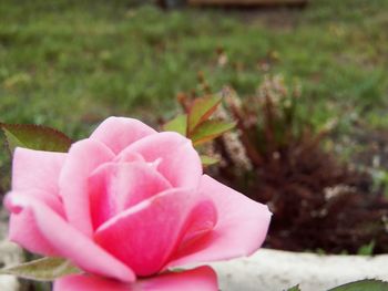 Close-up of pink rose