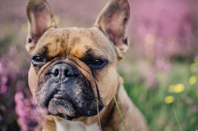 Close-up portrait of dog on field