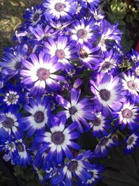 Close-up of purple flowering plants