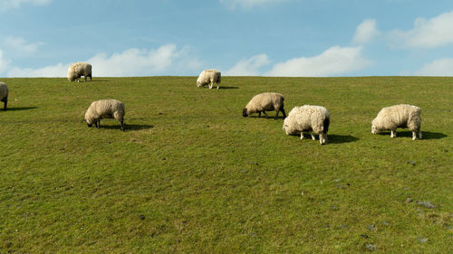 Sheep grazing in a field