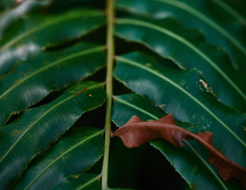 Close-up of insect on leaves